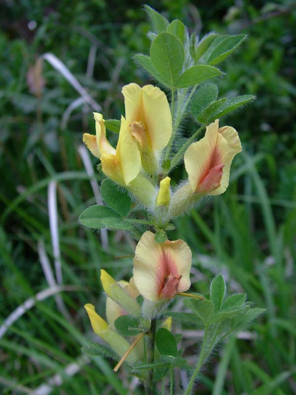 Chamaecytisus hirsutus